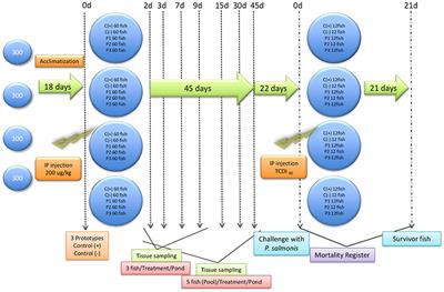 Protein-Based Vaccine Protect Against Piscirickettsia salmonis in <mark class="highlighted">Atlantic Salmon (Salmo salar)</mark>